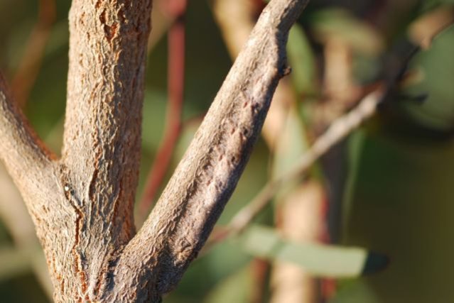 Животные – мастера камуфляжа Животные – мастера камуфляжа