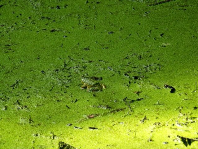 Животные – мастера камуфляжа Животные – мастера камуфляжа