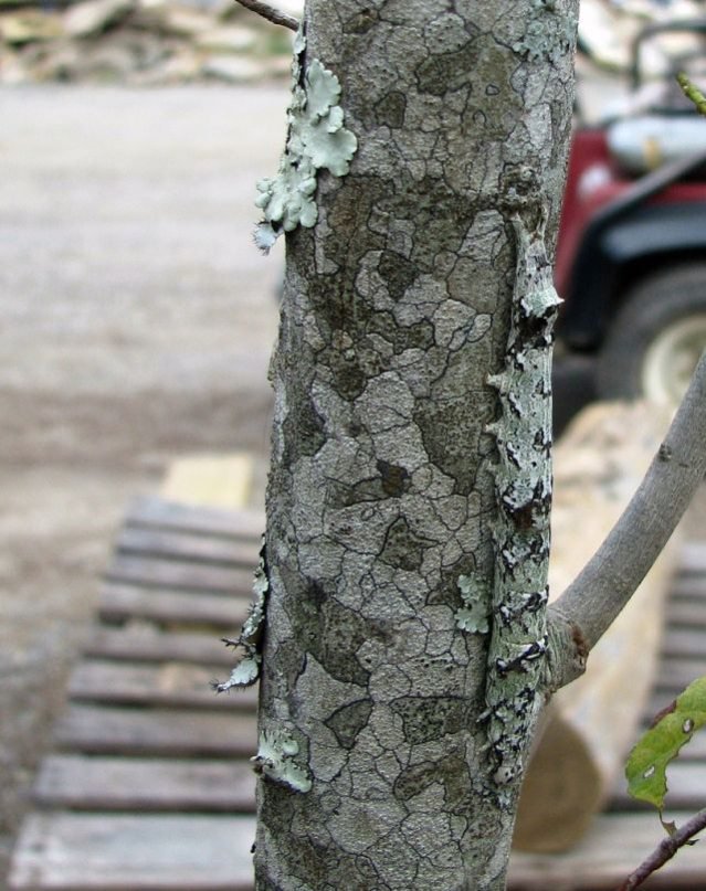 Животные – мастера камуфляжа Животные – мастера камуфляжа