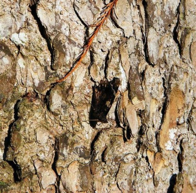 Животные – мастера камуфляжа Животные – мастера камуфляжа