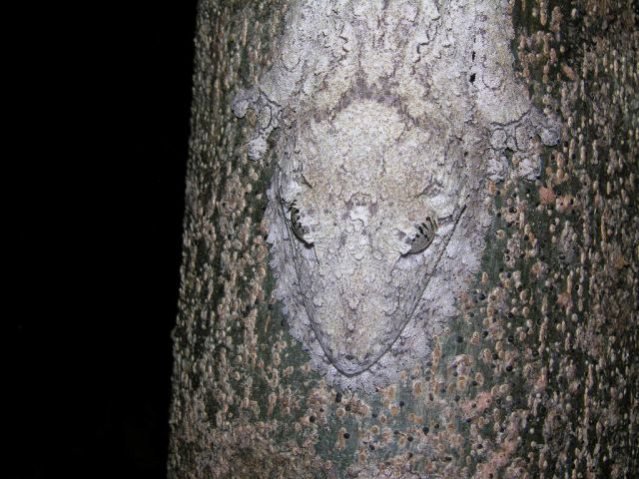 Животные – мастера камуфляжа Животные – мастера камуфляжа