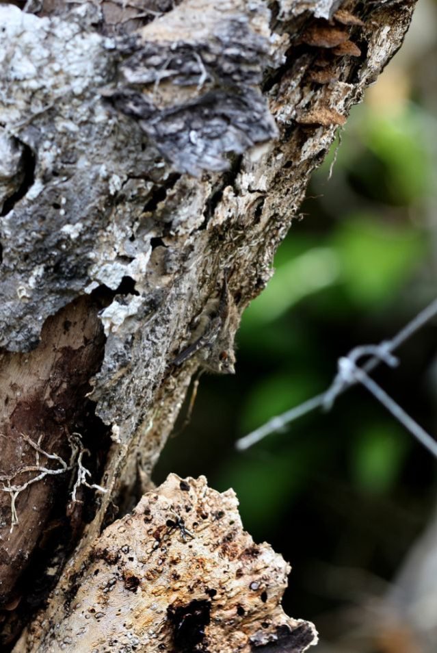 Животные – мастера камуфляжа Животные – мастера камуфляжа