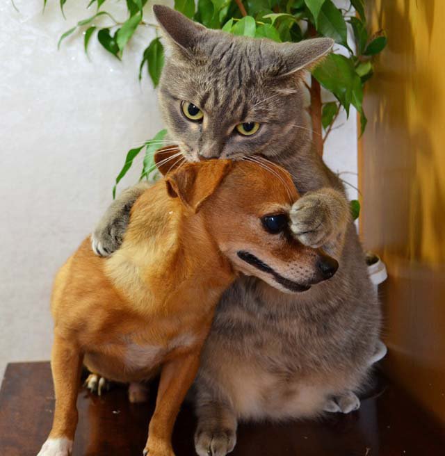 Кошки - самые лучшие друзья собак