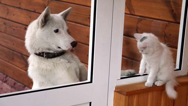 Кошки - самые лучшие друзья собак