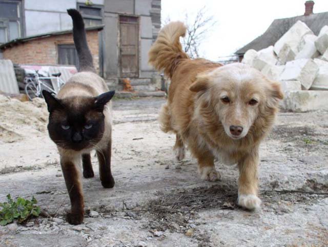 Кошки - самые лучшие друзья собак