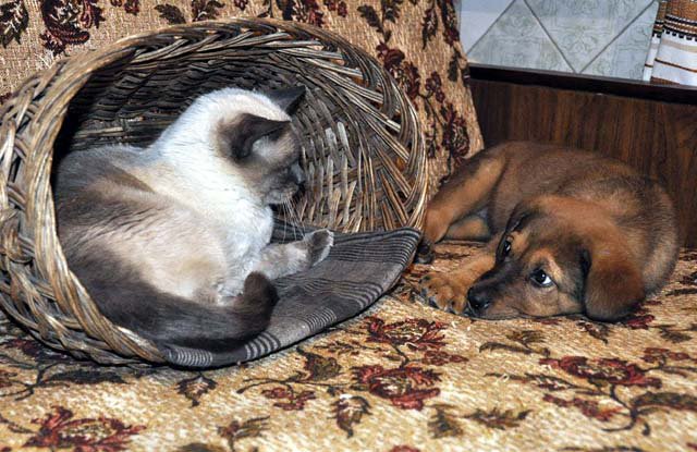 Кошки - самые лучшие друзья собак