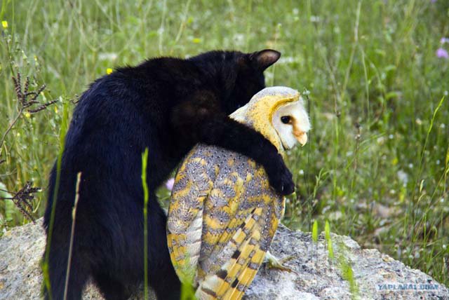 Кошки - самые лучшие друзья собак