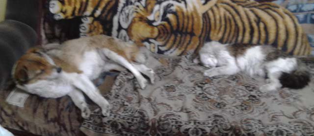 Кошки - самые лучшие друзья собак