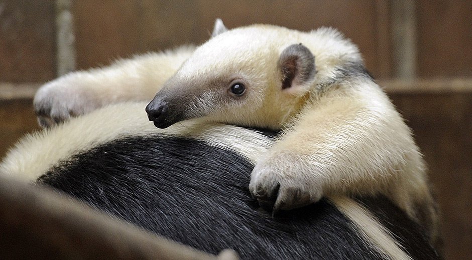 Погладь сифаку