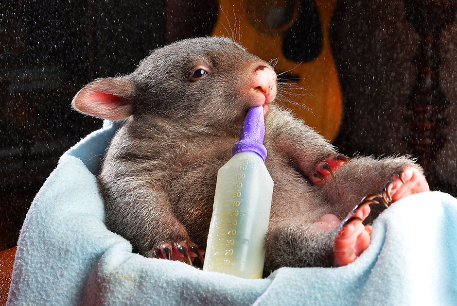 Погладь сифаку