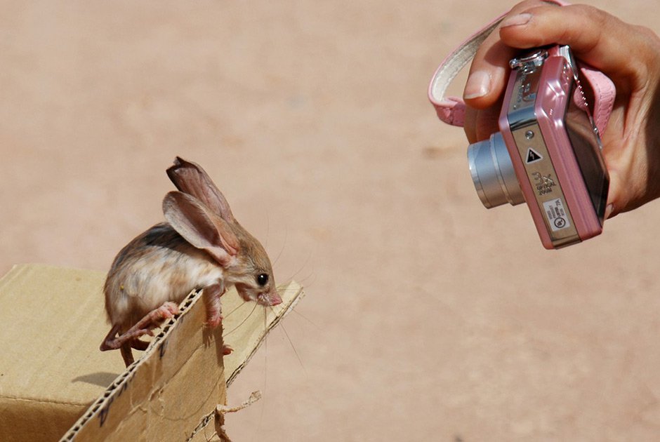 Погладь сифаку