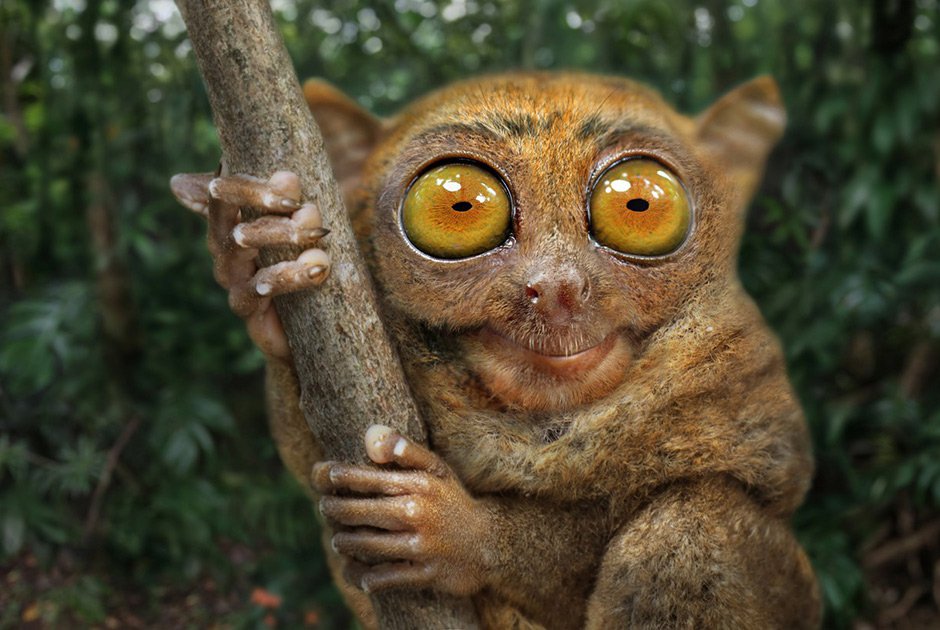 Погладь сифаку