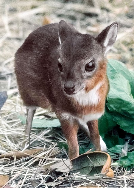 Погладь сифаку