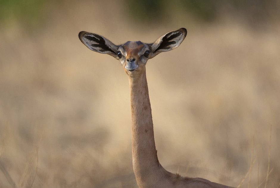 Погладь сифаку