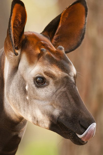 Погладь сифаку