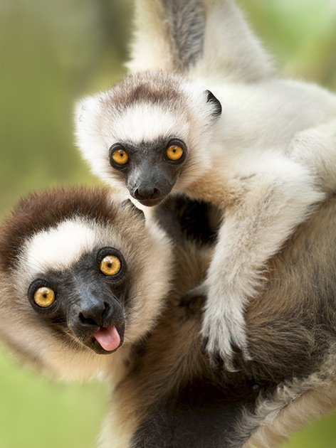 Погладь сифаку