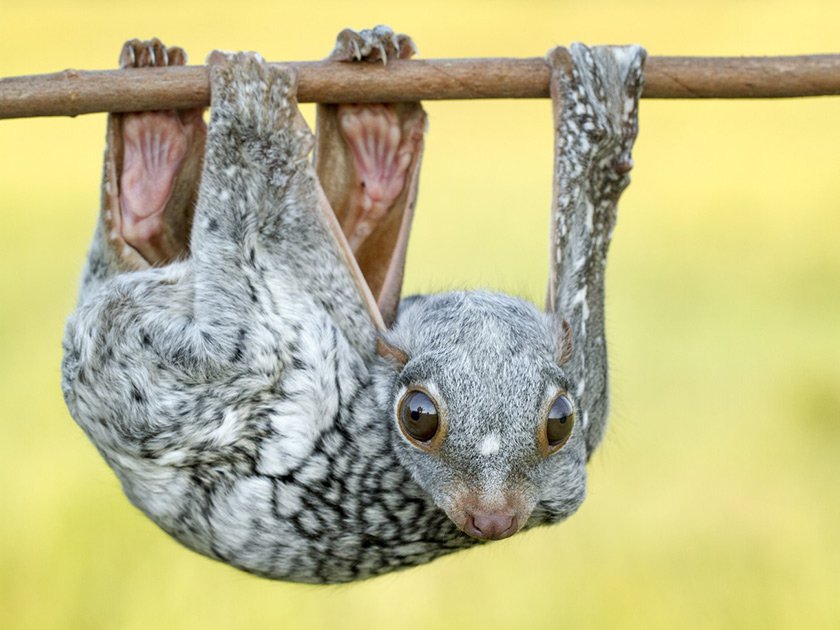 Погладь сифаку