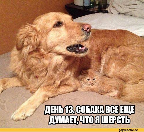 Обязанности кота по дому Обязанности кота по дому