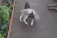 Собака, несущая непослушную кошку домой, покорила соцсети
