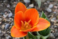 Рекордно-раннее цветение тюльпанов – нежданный подарок Крымской Весне 