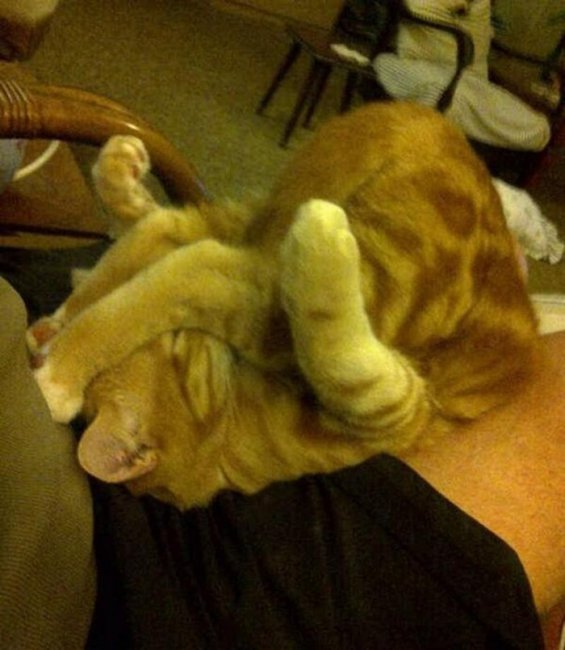 Веселые фотки 