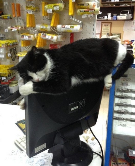 Веселые фотки 