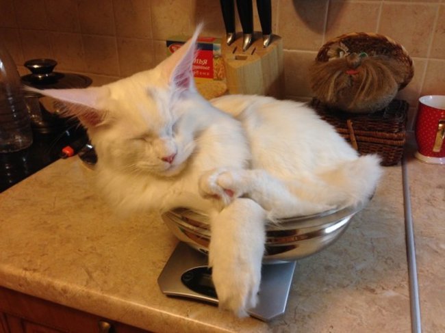 Веселые фотки 