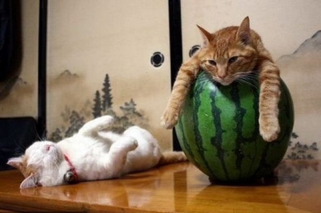 Веселые фотки 