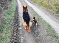 Кошки - самые лучшие друзья собак