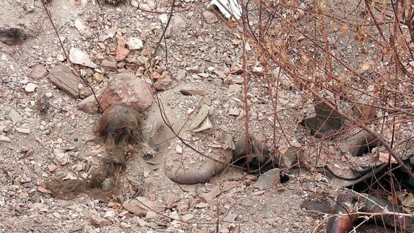 Сводки от ополчения Новороссии 02.04.2015 Сводки от ополчения Новороссии 02.04.2015