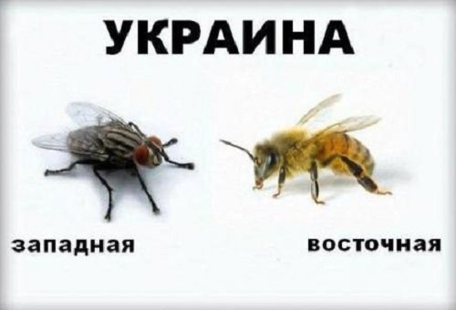 Педальку колонули...Педалик Ляшко-Кличко-очко Педальку колонули...Педалик Ляшко-Кличко-очко