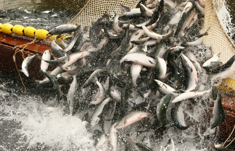 У берегов Камчатки затонул траулер "Дальний Восток". У берегов Камчатки затонул траулер "Дальний Восток".