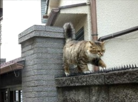 Вот это котяра Вот это котяра