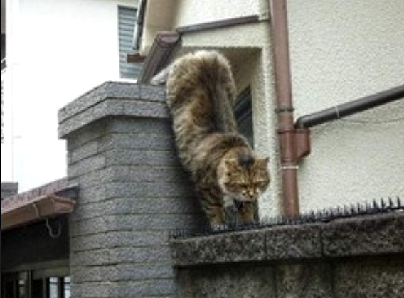 Вот это котяра Вот это котяра