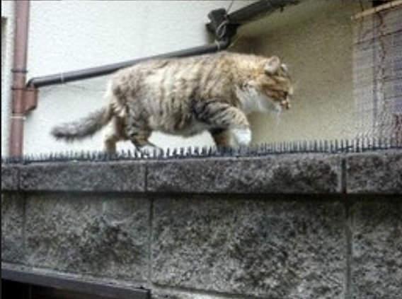 Вот это котяра Вот это котяра