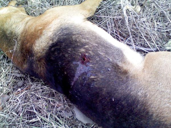 Сводки от ополчения Новороссии 09.04.2015 Сводки от ополчения Новороссии 09.04.2015