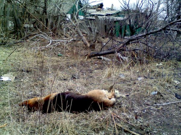 Сводки от ополчения Новороссии 09.04.2015 Сводки от ополчения Новороссии 09.04.2015