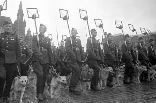«Четвероногие солдаты». Как животные воевали за Победу