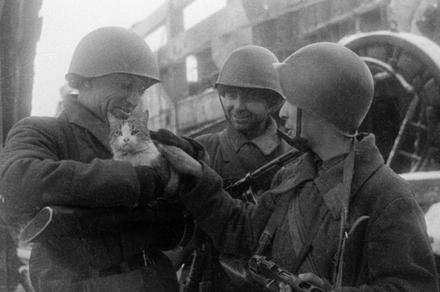 «Четвероногие солдаты». Как животные воевали за Победу «Четвероногие солдаты». Как животные воевали за Победу