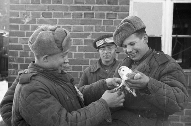 «Четвероногие солдаты». Как животные воевали за Победу «Четвероногие солдаты». Как животные воевали за Победу