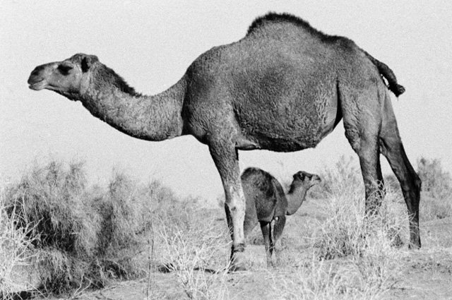 «Четвероногие солдаты». Как животные воевали за Победу «Четвероногие солдаты». Как животные воевали за Победу