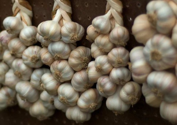 На Западной Украине чеснок уже относят к деликатесам