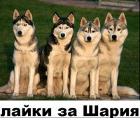 Лайки за Шария. Соцсети взорвались фотожабами на угрозу Геращенко