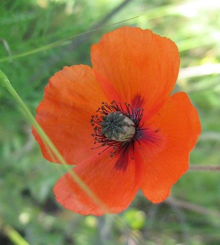 Собачья роза "свидомых"