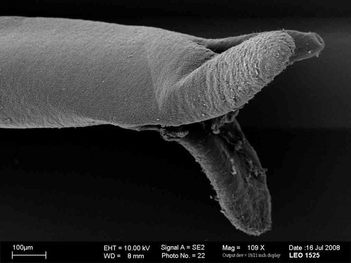 В 2012 в Кении открыт новый вид паразитов, названный в честь Обамы В 2012 в Кении открыт новый вид паразитов, названный в честь Обамы