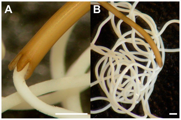 В 2012 в Кении открыт новый вид паразитов, названный в честь Обамы В 2012 в Кении открыт новый вид паразитов, названный в честь Обамы