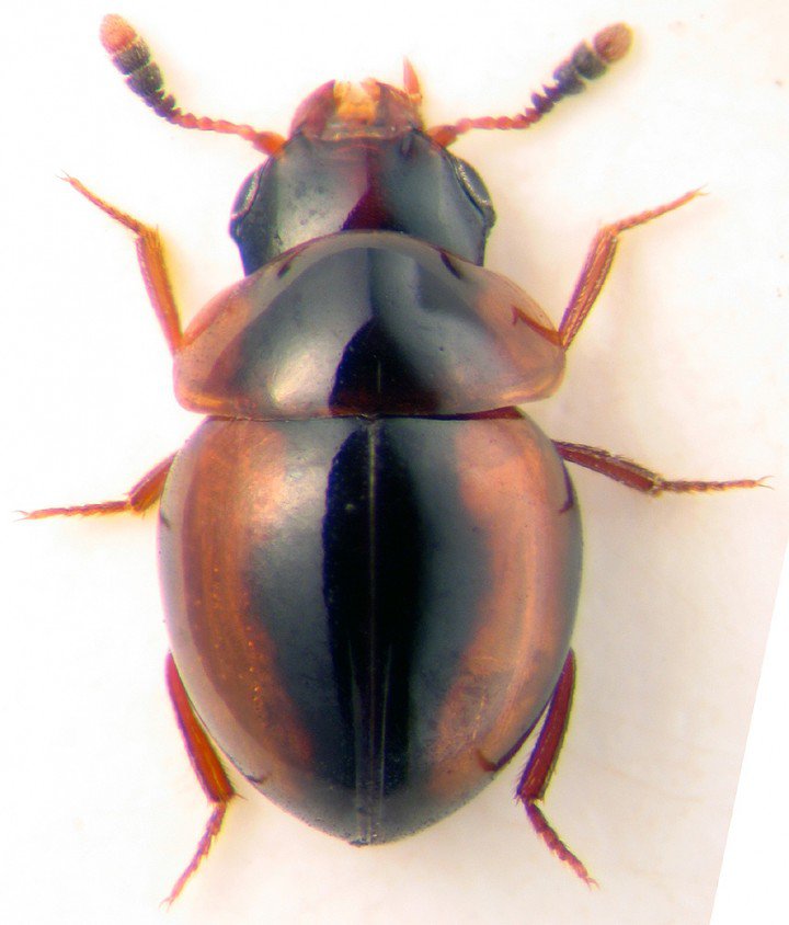 В 2012 в Кении открыт новый вид паразитов, названный в честь Обамы В 2012 в Кении открыт новый вид паразитов, названный в честь Обамы