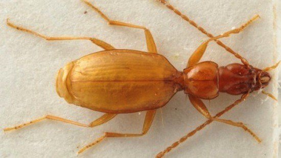 В 2012 в Кении открыт новый вид паразитов, названный в честь Обамы В 2012 в Кении открыт новый вид паразитов, названный в честь Обамы