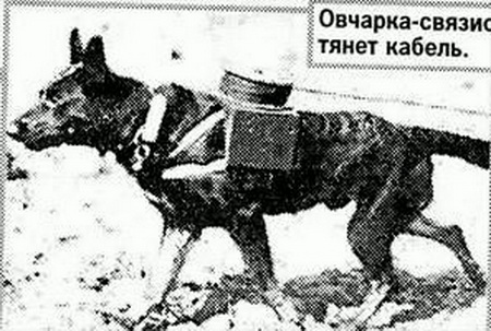 Псы войны Псы войны