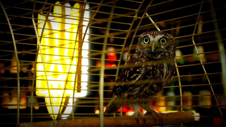 В киевском пабе «Каратель» угощают «Ополченцами на гриле» В киевском пабе «Каратель» угощают «Ополченцами на гриле»